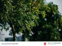 中一（zhongyi） 中一光学90mm F1.5全画幅微单人文旅拍适用于M\RF\FE\Z\L口 徕卡M黑色 标配 实拍图