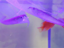 乐淘逸宠银龙鱼活体大中型热带观赏鱼鱼缸宠物淡水风水鱼发财鱼金龙鱼 14-16cm银龙3条 实拍图