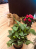 花竹恋杜鹃花四季开花盆栽花卉绿植阳台办公室红掌室内盆栽盆景大型绿植 绿萝 含盆栽好发货高度40厘米左右 实拍图