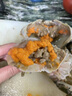 【活蟹】青蟹全母红膏蟹菜鲟蟹肉蟹螃蟹现捕现发鲜活红鲟蟹 红膏蟹1只1斤 500g 实拍图