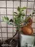 通沭小叶紫檀室内盆栽绿植四季常青植物花卉 小叶紫檀+早安盆源头直发 实拍图