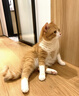 咪凹医生宫安舒胶囊20粒 宠物狗狗猫咪子宫蓄脓消炎流脓积液 实拍图