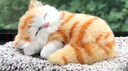 亦趣仿真猫玩偶会叫小猫咪毛绒玩具摆件可爱猫咪公仔儿童生日礼物 会叫橘花猫咪+毛绒垫子 实拍图