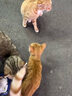 迪尤克（DIYOUKE）猫粮鸭肉牛肉鸡肉三文鱼全价成猫猫食幼猫猫食英短美短通用 鱼肉味猫粮1.5kg*2 实拍图