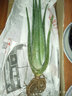 心头肉 库拉索芦荟苗盆栽 多肉植物 室内 盆栽绿植 库拉索【3年苗】 实拍图