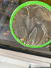 森悠（SARYOR）金苔鼠淡水鱼鱼缸清洁鱼观赏鱼热带鱼好养工具鱼吃垃圾鱼 豹纹鼠鱼4条(2-3cm) 实拍图
