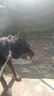 dogstory狗嘴套宠物口罩中大型犬通用防咬保护套金毛柯基泰迪 黑色 XXXL（适合60斤以上狗狗） 实拍图