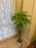 胡丽大型绿植客厅大盆栽室内客厅绿植盆栽办公室盆栽开业乔迁送礼绿植 辫子发财树1.2-1.4米 含盆 实拍图