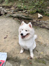 凯锐思 萨摩耶狗粮幼犬成犬全阶段专用萨摩犬粮专用粮2kg 【经典款40斤】2kg*10 2kg/袋 成幼犬 萨摩耶专用 实拍图