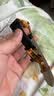 宝灿 真皮手表带男女表带适用于dw天梭浪琴卡西欧阿玛尼天王华为西铁城等通用蝴蝶扣表链 金自动扣-黑色黑线 21mm 实拍图