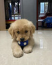 宁宠 拉布拉多犬拉布拉多幼犬拉不拉多宠物狗狗活体小狗崽导盲犬 混血级 随机 实拍图
