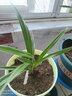 玫绚金边兰花苗 名贵精品 浓香型 建兰矮种室内 花卉 好养 好运来 1颗2苗连体  裸根发货 实拍图