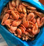 海皇湾格陵兰头籽北极甜虾北极熊腹籽刺身特大号冰虾元宝虾籽虾 【黄腹籽礼盒装】 4斤(净重) 实拍图
