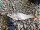 BAISHA FISH BS鲢鳙饵料 鱼饵窝料浮钓鲢鳙大胖头鱼食野钓抛竿水怪桶装钓鱼饵料 草莓味 1800g 实拍图