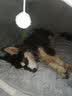KimPets狗窝大型犬冬季保暖狗狗床可拆洗冬季猫窝封闭式狗屋冬天宠物用品 橙灰拼接色+加厚毛毯 3XL号【100*70*60cm适合75斤内】 实拍图