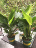 御春阁大苗带原盆原土 鹤望兰苗花卉天堂鸟苗盆栽花卉绿植  虞美人50-60（一盆3棵） 实拍图