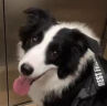 皇家中大型犬成幼犬全价狗粮离乳期奶糕孕猫专用营养增肥健壮骨骼美毛 MEJ32中型犬幼犬粮4kg 实拍图