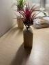 叹为观止 空气凤梨鲁布拉无土植物桌面绿植盆栽办公室内花卉 龙精灵 含盆 实拍图
