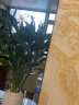 森岳 水培富贵竹 绿植盆栽植物盆栽花瓶 富贵竹10支高70-80cm 不含盆 实拍图