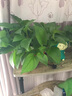 通用浓缩型植物营养液绿色复活液体肥料有机花肥复合肥多肉花卉 买2 送1【到手3瓶】 实拍图