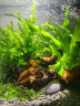 云峰海瑞 鱼缸水草前景莫丝莫斯水草水族箱造景套餐水草活体草缸造景装饰 透明水草绑线 实拍图