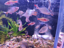 鱼呼吸增氧泵养鱼加氧机充电携带便携式 户外钓鱼 卖鱼冲氧器 制氧气棒 夜静-032双孔【充电便携式2W】裸泵无配件 实拍图