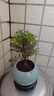 小叶赤楠老桩盆栽盆景迷你植物室内花卉办公室桌面小绿植好养四季 小叶赤楠《不带盆》 实拍图
