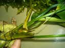 异景园鱼缸造景套餐阴性水榕沉木活体真水草淡水无土植物增氧趴地矮珍珠 实拍图