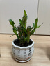 绿有意步步高观音竹富贵荷花竹水养土培盆栽室内桌摆植物吸甲醛水培植物 荷花竹5支【白坚持陶瓷盆】 含盆 实拍图