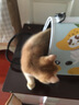 KimPets猫包外出便携宠物外出包猫咪狗狗手提袋斜挎背包猫笼子外带旅行包 防应激 茶色透气太空包-芒果猫 L（建议0-12斤内宠物） 实拍图