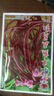 花友秀 无架豆  蔬菜种子菜籽 阳台种菜 盆栽 高出芽率精装 早熟五月红种子无架 原包装 实拍图
