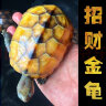 正宗金龟招财金钱大龟观赏黄金龟宠物小乌龟活物大乌龟深水吃菜龟 12—15厘米  （好看 容易养） 一只公龟 实拍图