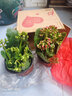 若绿新品长寿花盆栽带花苞重瓣大花植物室内年宵花卉绿植源头直发包邮 红+橙各1盆【带花苞】 原盆原土 实拍图
