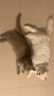 红狗RedDog 化毛膏+营养膏120g 宠物猫咪营养膏微量元素维生素吐毛化毛球片猫咪化毛球 实拍图