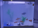 森森桌面鱼缸生态玻璃小型懒人免换水家用缸鱼缸一体缸自循环 (高清玻璃)白380+绿野仙踪景(带20件套) 实拍图
