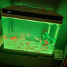 森森（SUNSUN） 超白玻璃小鱼缸客厅小型桌面家用水族箱生态免换水金鱼缸 HE600高档缸内置棉和滤材(物流发货) 实拍图