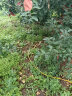 杜高大量元素水溶肥料氮肥磷肥钾肥平衡型农用果树蔬菜小麦草莓冲施肥 高磷型10千克*1包 晒单实拍图