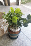 【雅之典】重瓣茉莉花盆栽室内观花植物四季好养带花苞开花不断绿植 主图款造型10-12颗【绿色加仑盆】 好养活 实拍图