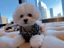 果粒之星纯种比熊犬幼犬活体双血法国卷毛微笑天使白色比熊活体贵族宠物狗 血统级 实拍图