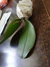 锦枫（jinfeng）4年大苗蝴蝶兰花苗鲜花四季植物室内客厅盆栽绿植花卉兰花苗大苗 蝶恋蝴蝶兰+透明原盆+原土 实拍图