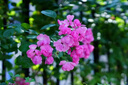 MEKE55mmf1.4自动对焦镜头大光圈APS-C半画幅适用微单Z卡口Z30，E卡口ZVE10II，X卡口XT50 尼康Z卡口（现货） 52mm 实拍图