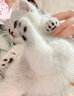 涴喵 纯种宠物猫咪活体金银渐层幼猫全程辅助养猫签订合同双重保障 宠物级 银渐层猫 实拍图