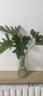 极度空间 玻璃花瓶北欧风绿植水培器客厅桌面装饰摆件插花瓶树皮纹 实拍图