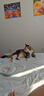 GO！SOLUTIONS无谷三种鱼全猫粮8磅/3.63kg多肉成猫幼猫通用原装进口  新鲜效期 实拍图