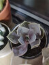 轩林美 多肉植物 肉肉盆栽 老桩办公室内耐干旱懒人绿植花卉 紫乐（3-5cm） 实拍图