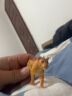 多美（TAKARA TOMY）多美卡安利亚仿真动物模型关节可动陆地动物男女孩儿童玩具 【AS-17】雌狮与幼狮 832010 晒单实拍图