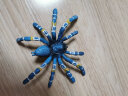 玛奇乐（MECHILE）仿真昆虫动物蜘蛛蚂蚁蝉七星瓢虫蝎子模型玩具宝宝认知生日礼物 巴西蓝色捕鸟蜘蛛 实拍图