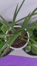 九千谷多肉陶瓷花盆 莫兰迪绿白色花卉绿植花盆大中小3个装 带托盘9585 晒单实拍图