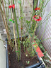 花友藤本月季花苗月季花树苗盆栽特大花苗庭院爬藤植物阳台蔷薇爬墙 罗伊【爬藤】大苗 1-1.3米高度多分叉 实拍图