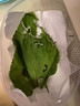 沃绣 新鲜桑叶 现摘大小蚕特嫩桑叶养蚕 蚕卵蚕宝宝食物饲料 桑苗盆栽 新鲜桑叶1斤/送蚕卵100粒 实拍图